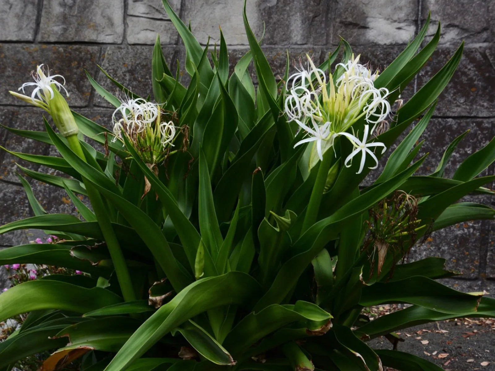 crinum white spider lily Crinum Lily (Crinum asiaticum) Rooted Starter Plant