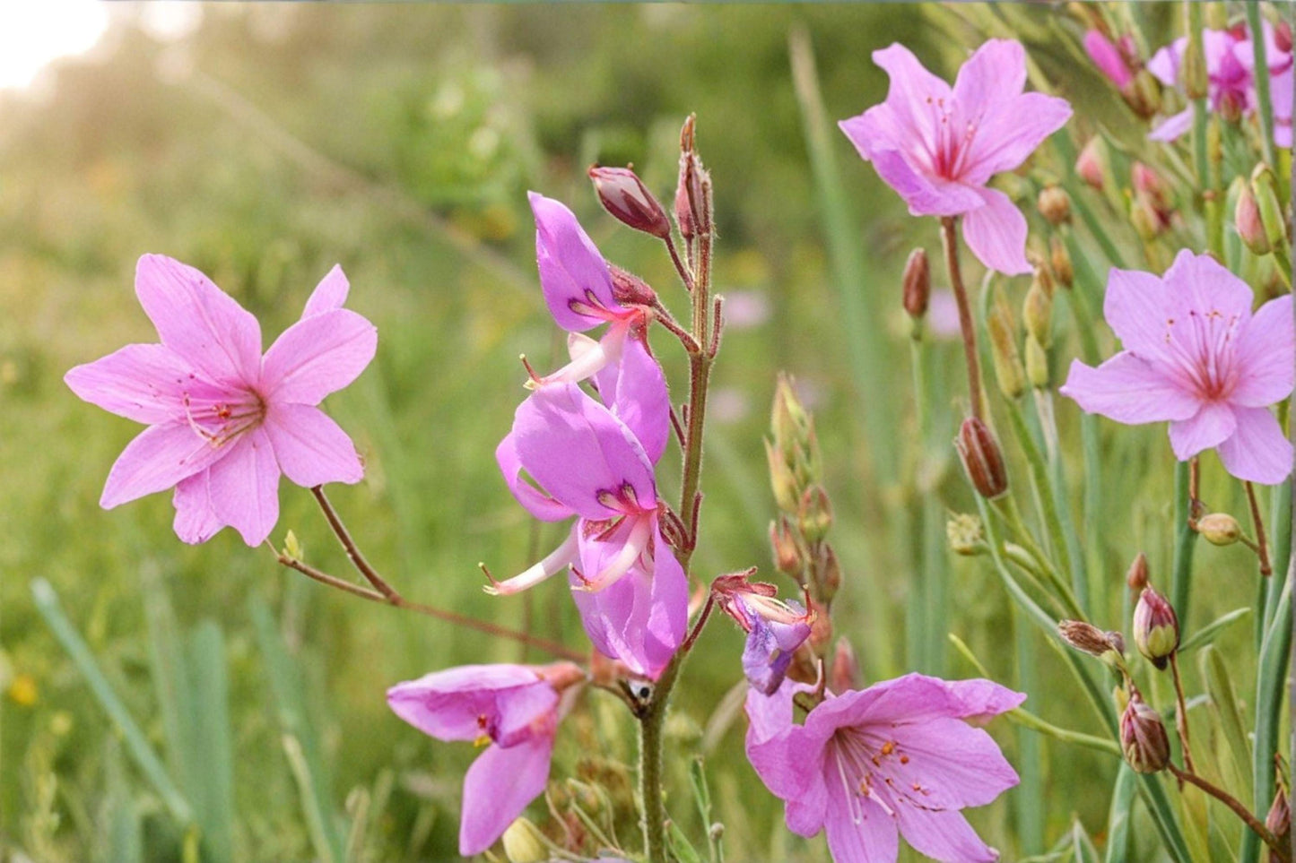25 Showy Tick Trefoil Seeds – Desmodium canadense – Native Legume – Pollinator Plant – Purple Wildflower