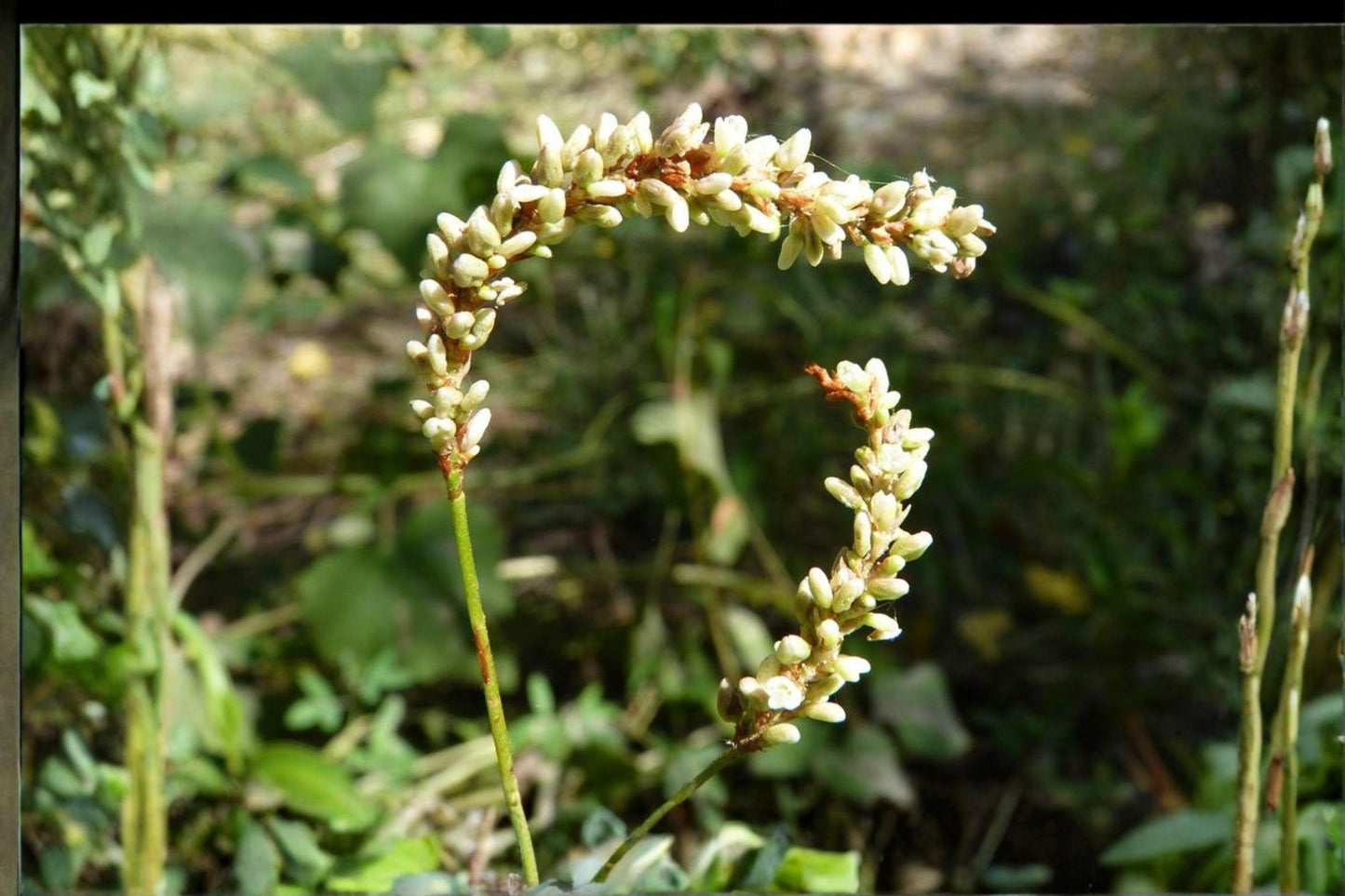 30 Smartweed Seeds – Persicaria punctata – Native Annual – Wetland Wildflower – Pollinator Plant
