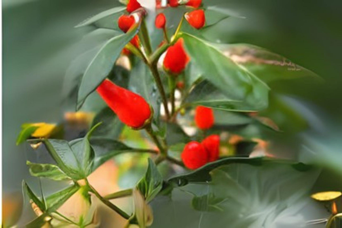 Chile Piquin Hot Pepper Seeds: Spicy Chili Variety for Salsas