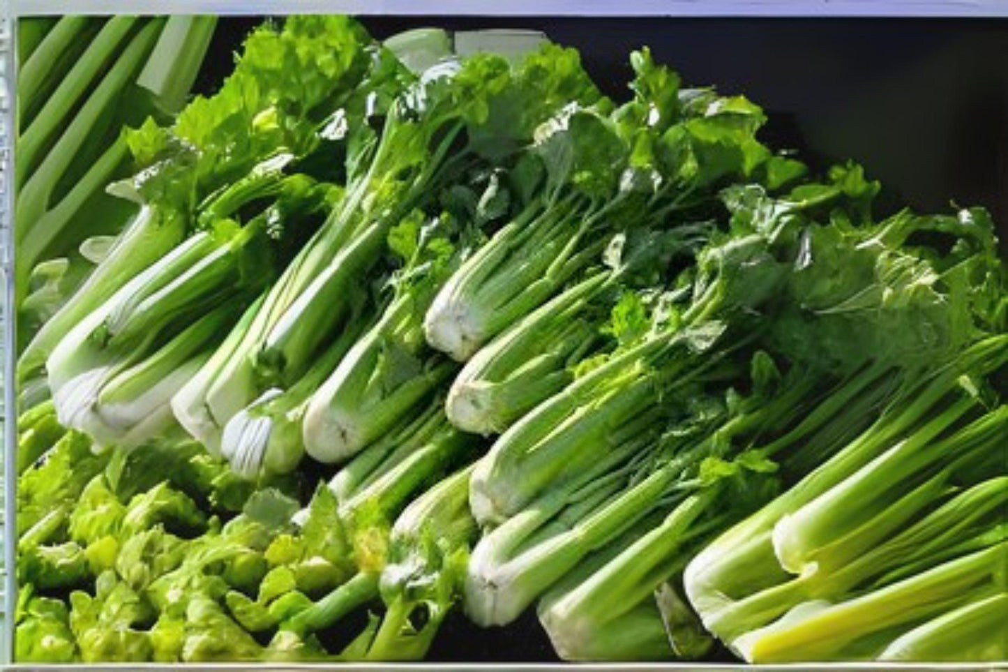 2500 Tall Utah Celery Seeds: Heirloom Variety for Fresh Eating