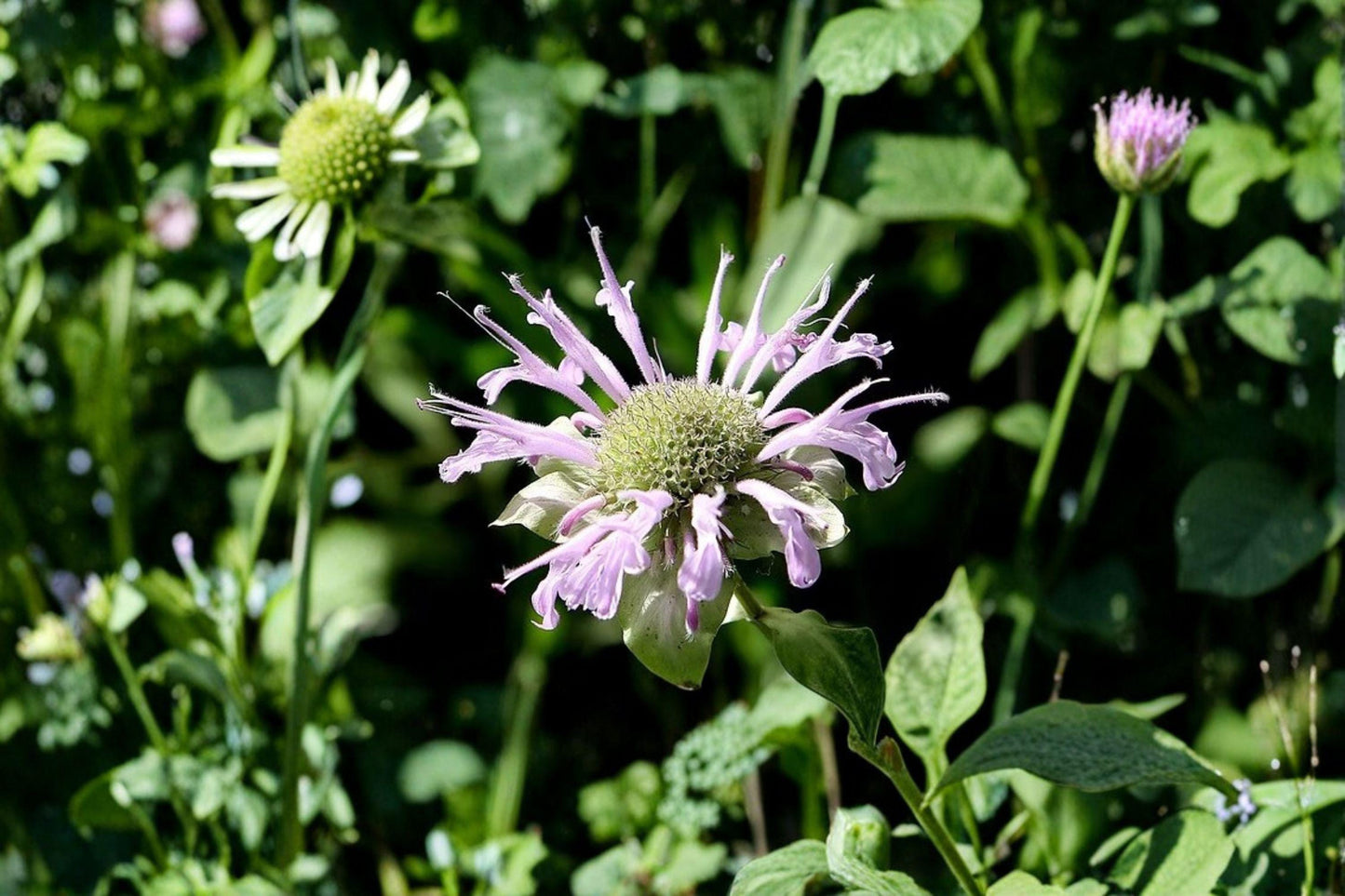 100 Wild Bergamot Seeds – Monarda fistulosa – Native Bee Balm – Pollinator Plant – Perennial Herb