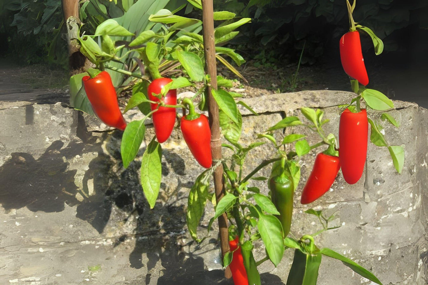 250mg Seeds Fresno Chile Hot Pepper | Heirloom Garden Seeds