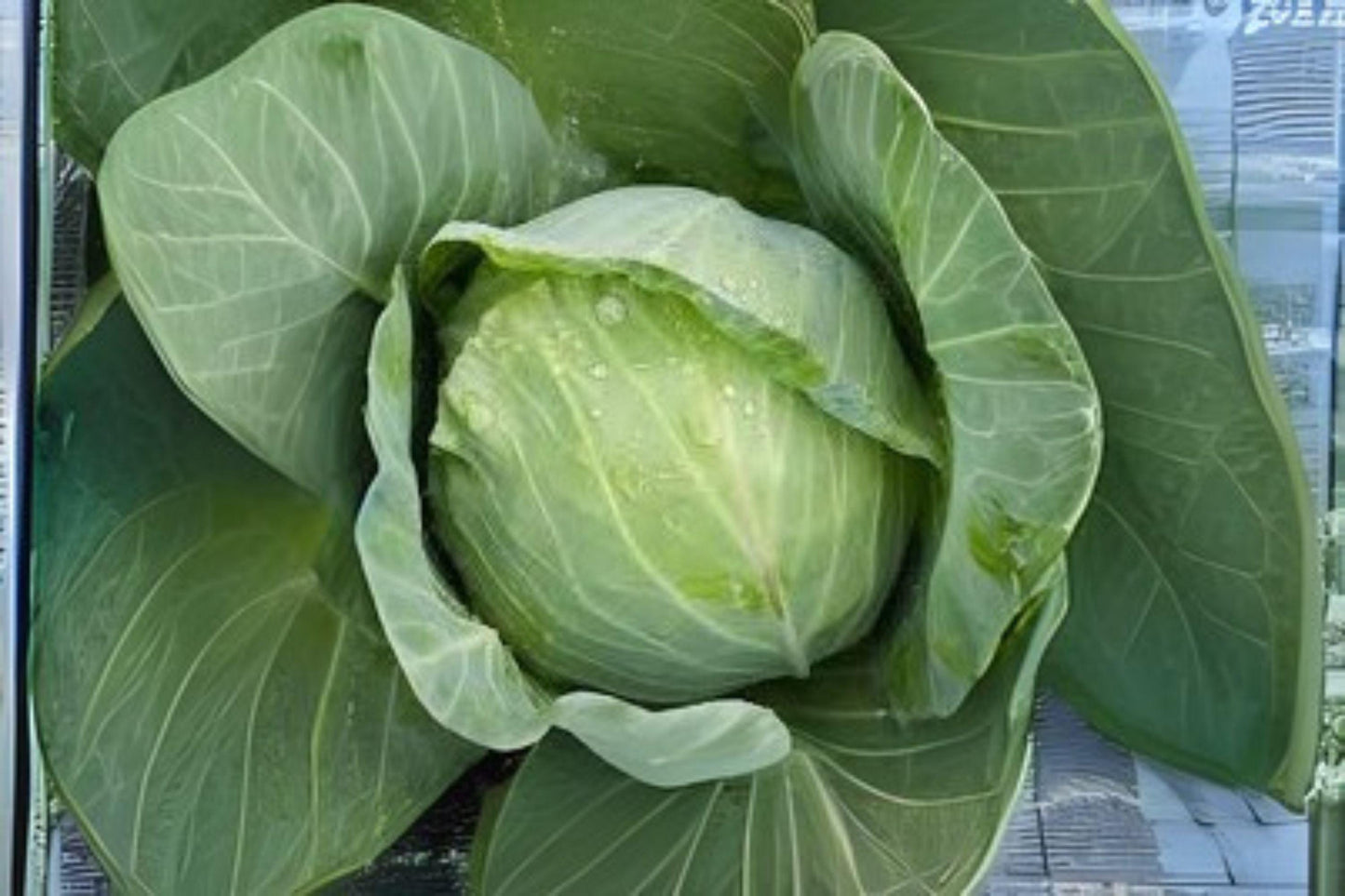 250 Golden Acre Cabbage Seeds: Heirloom Early Variety
