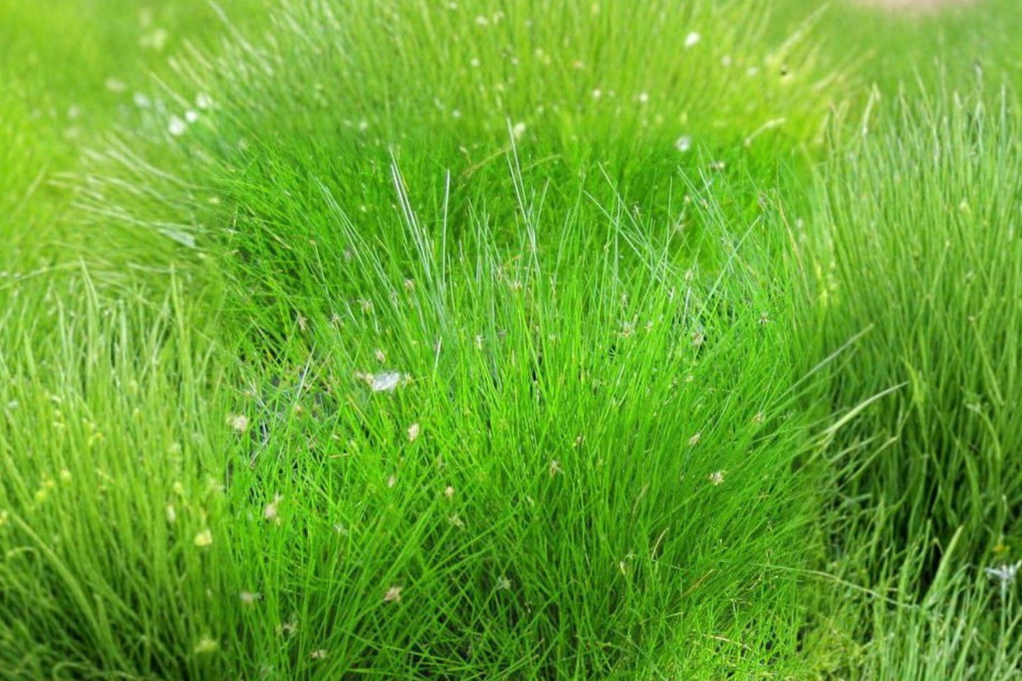 100 Spike Rush Seeds – Eleocharis acicularis – Aquarium and Pond Plant