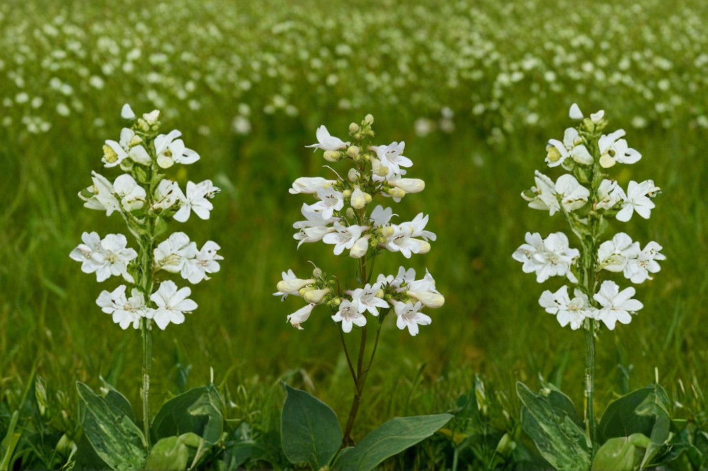 100 Foxglove Beardtongue Seeds – Penstemon digitalis – Native White Wildflower