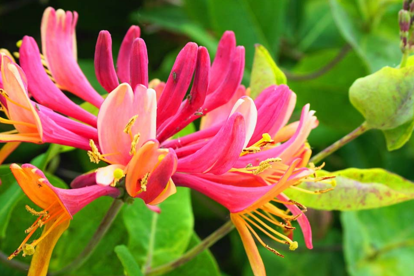6 Honeysuckle Plant Cuttings | Fragrant Vine | No Roots | 6"-8" Long | Fast Growing | Easy to Propagate