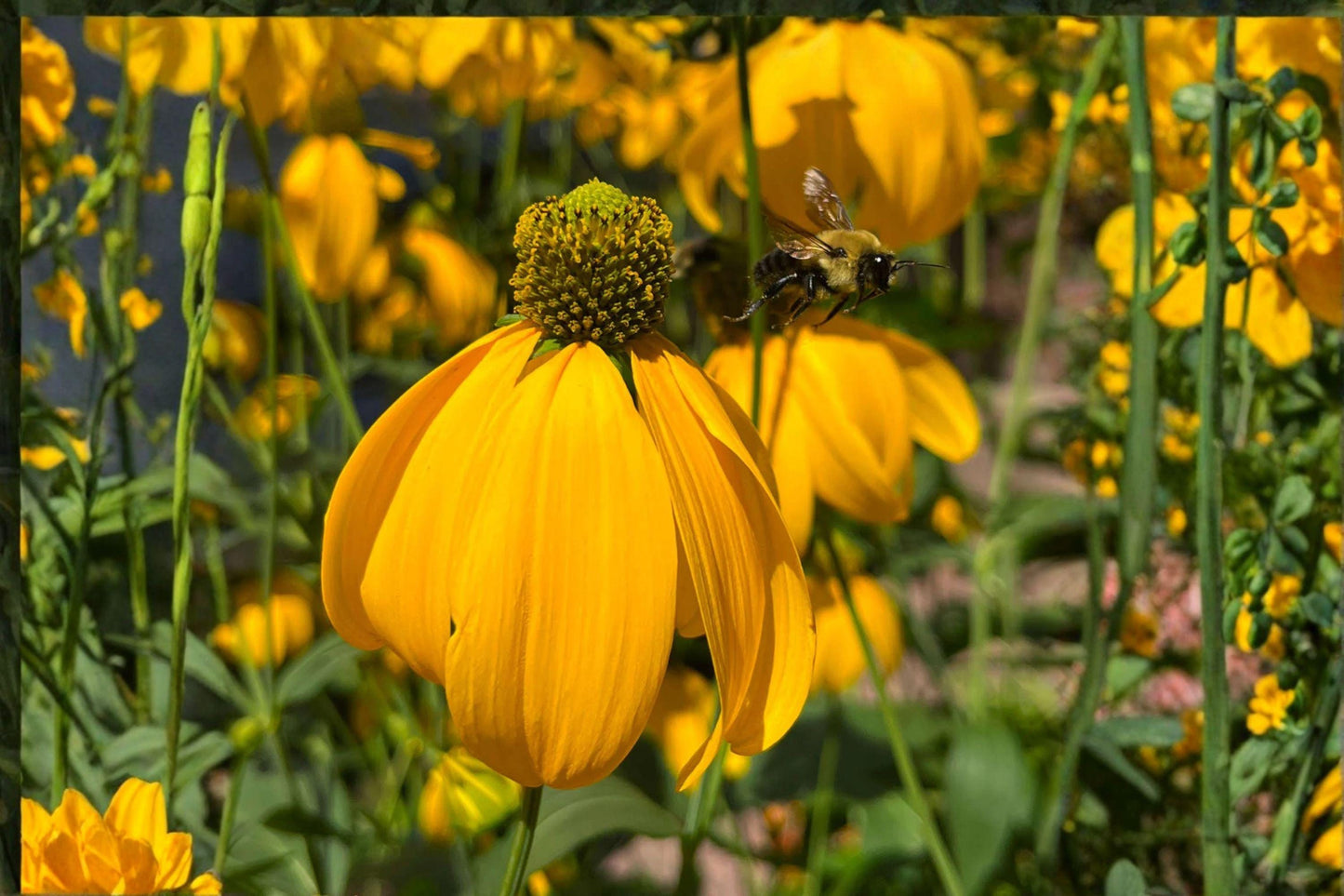 50 Cutleaf Coneflower Seeds β Rudbeckia laciniata ampla β Native Wildflower β Pollinator Plant β Tall Perennial