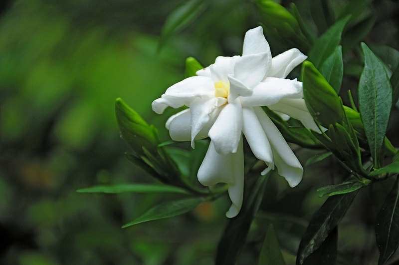 Frost Proof Gardenia 1 Live Shrub – Gardenia jasminoides ‘Frostproof’ – Quart Pot
