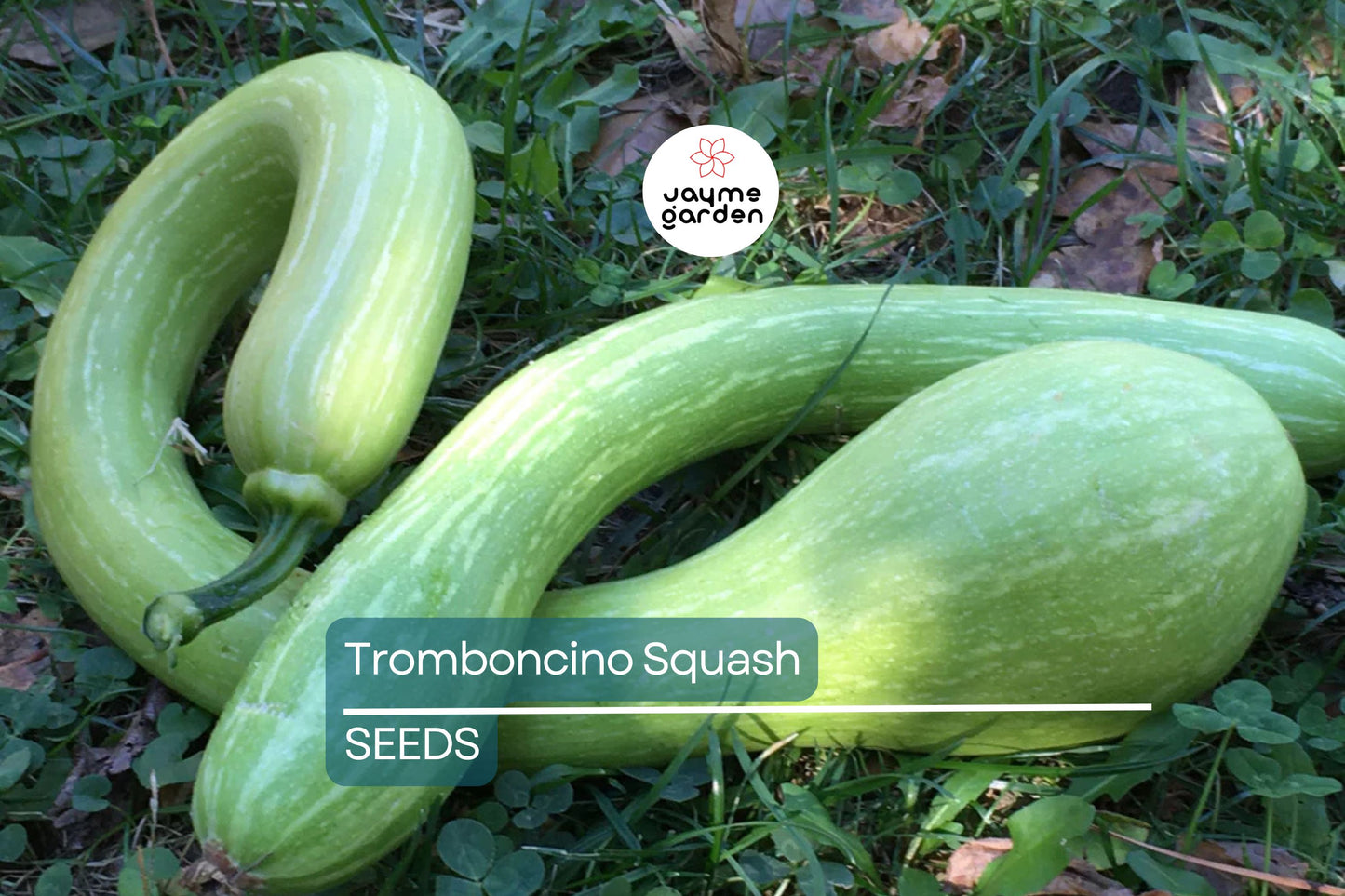 Tromboncino Squash Seeds - 25+ Heirloom Italian Seeds - USA Grown - - Unique Shape - Prolific Producer - Container Friendly
