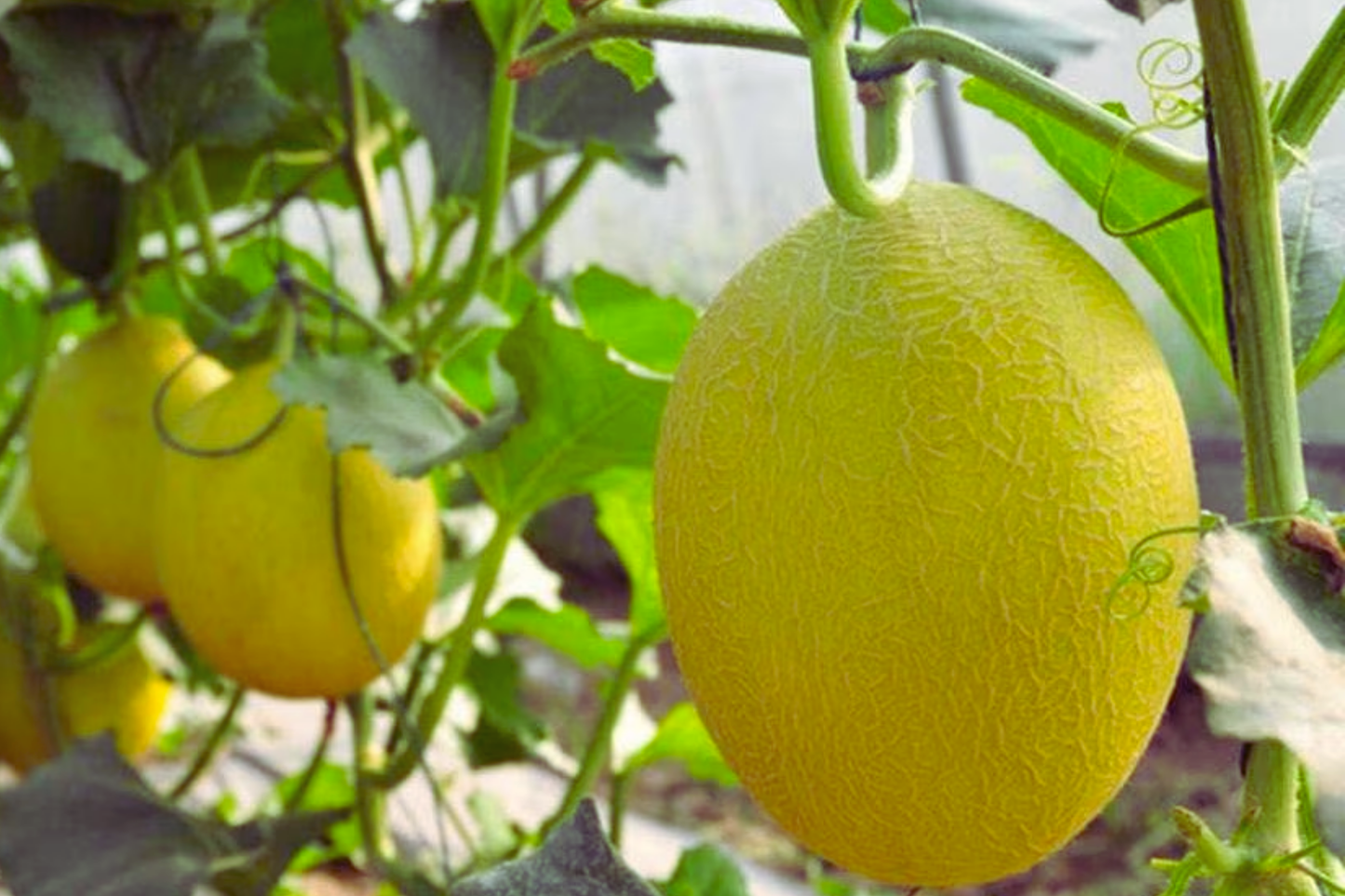 Chinese Hami Melon Seeds - 20 Non-GMO Garden Seeds - Sweet & Juicy Variety - Cucumis melo