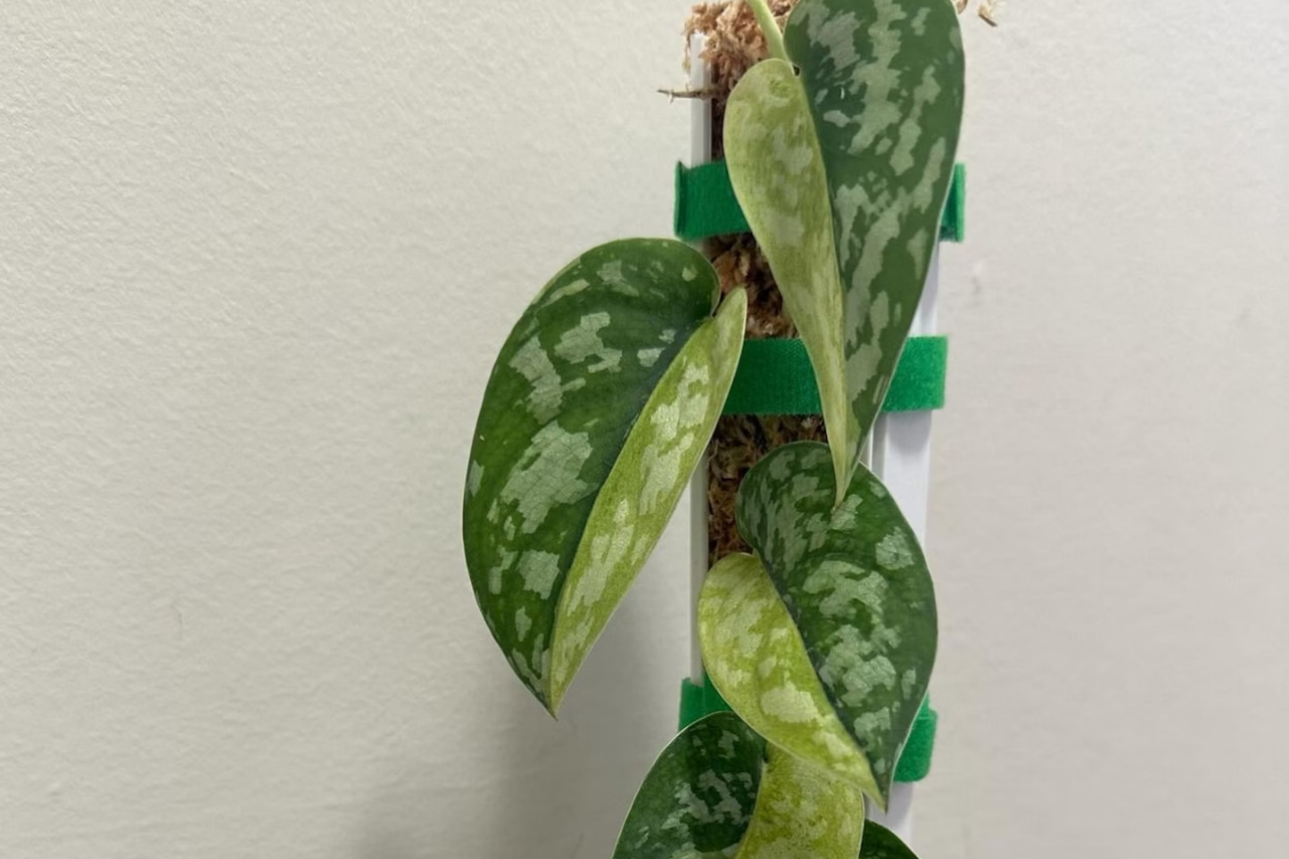 Scindapsus Maharlika Variegated 1 Node 1 Leaf UNROOTED Cutting - Rare Houseplant