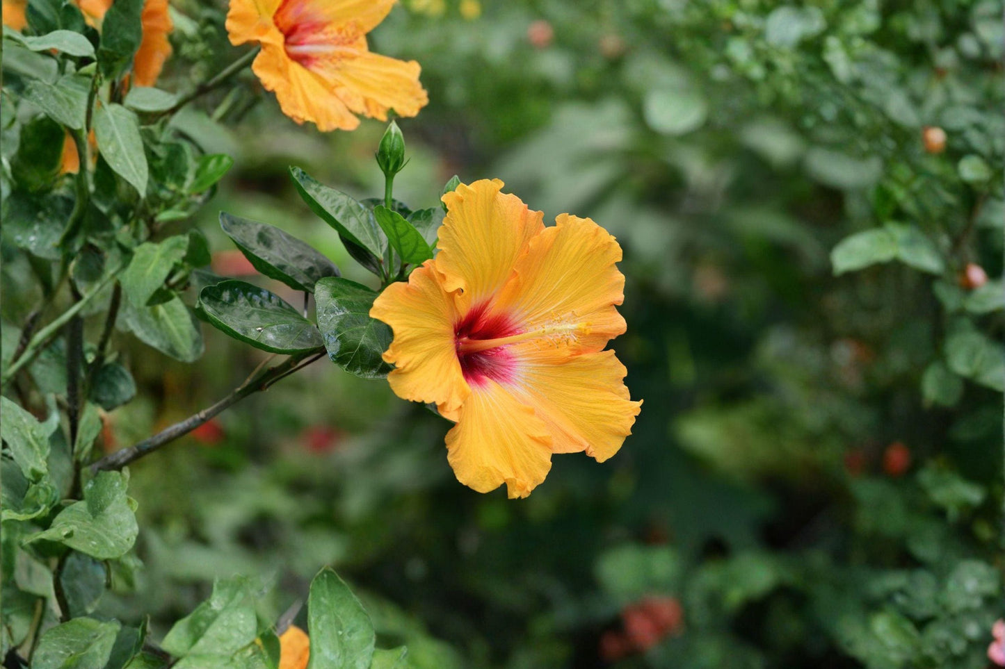 10 Hibiscus hamabo Seeds – Hardy Rose of Sharon – Rare Yellow Flower Shrub