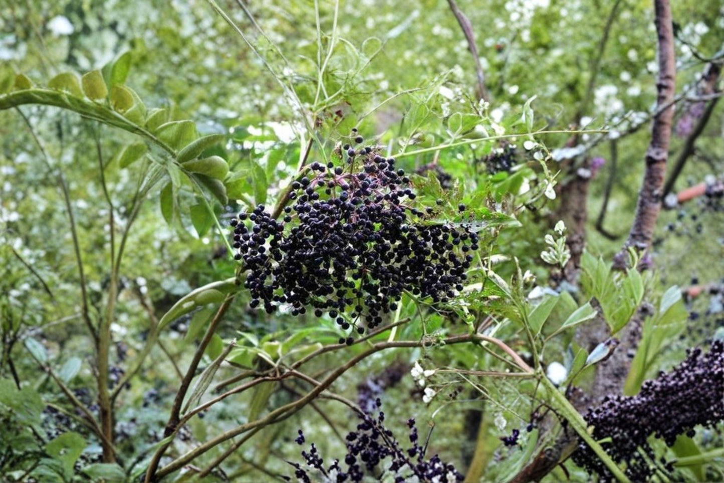 50 American Elderberry Seeds – Sambucus canadensis – Native Edible Berry Shrub