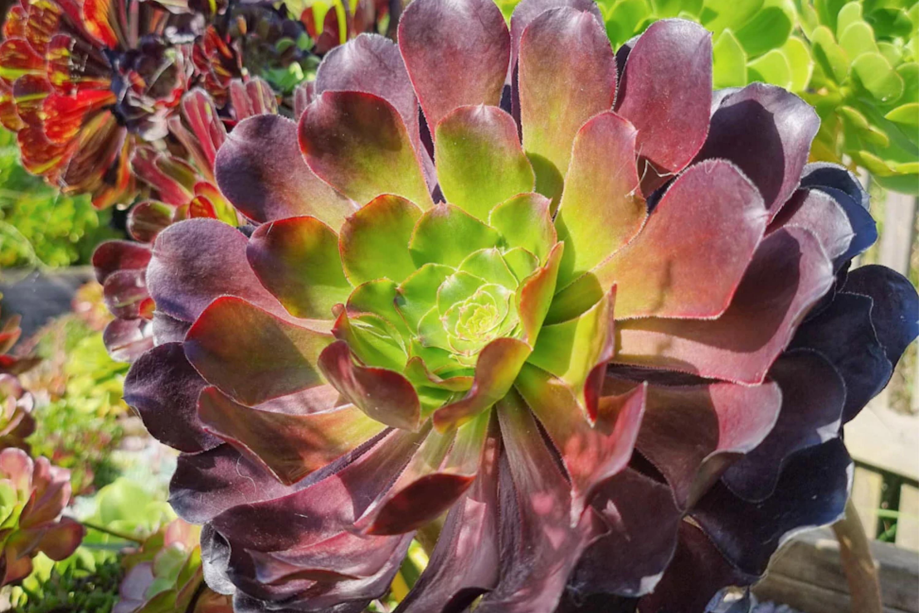 where to buy rare succulent plants Aeonium 'Voodoo' Cutting | Rare Succulent with Deep Purple Rosettes | Easy to Grow