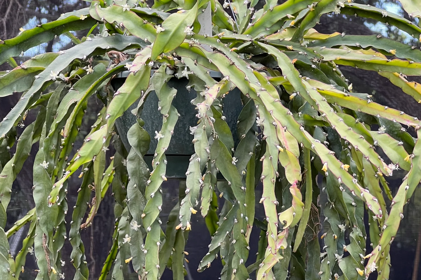 Lepismium Cruciforme Spiralis Cactus | 3 Unrooted Cuttings 4-8" | Rare Epiphytic Cactus for Grafting or Rooting