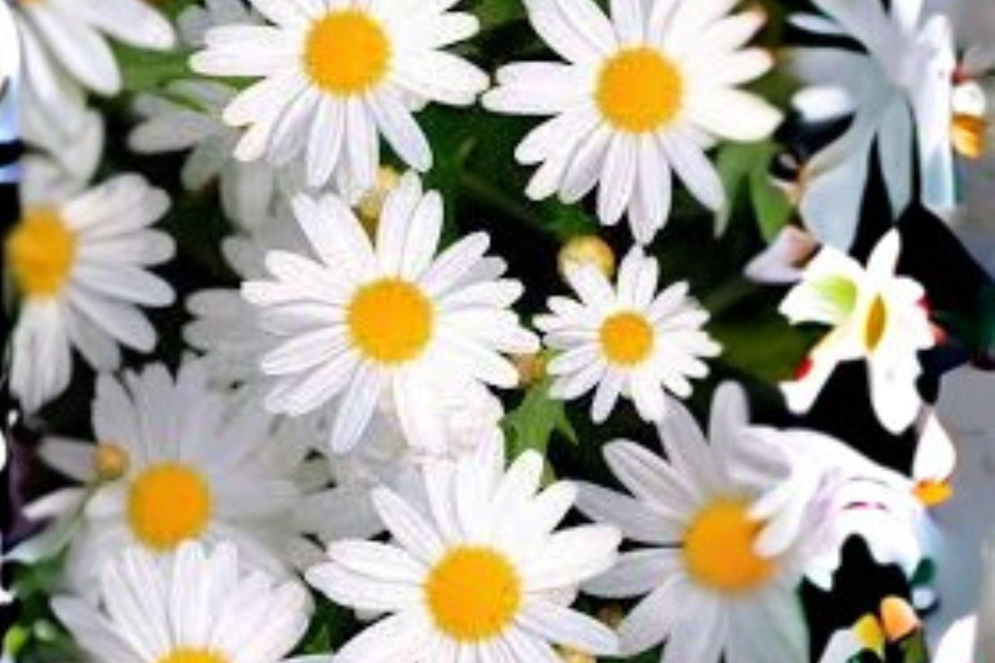 100 Seeds Leucanthemum × superbum — Shasta Daisy, Classic White Blooms for Pollinator Gardens