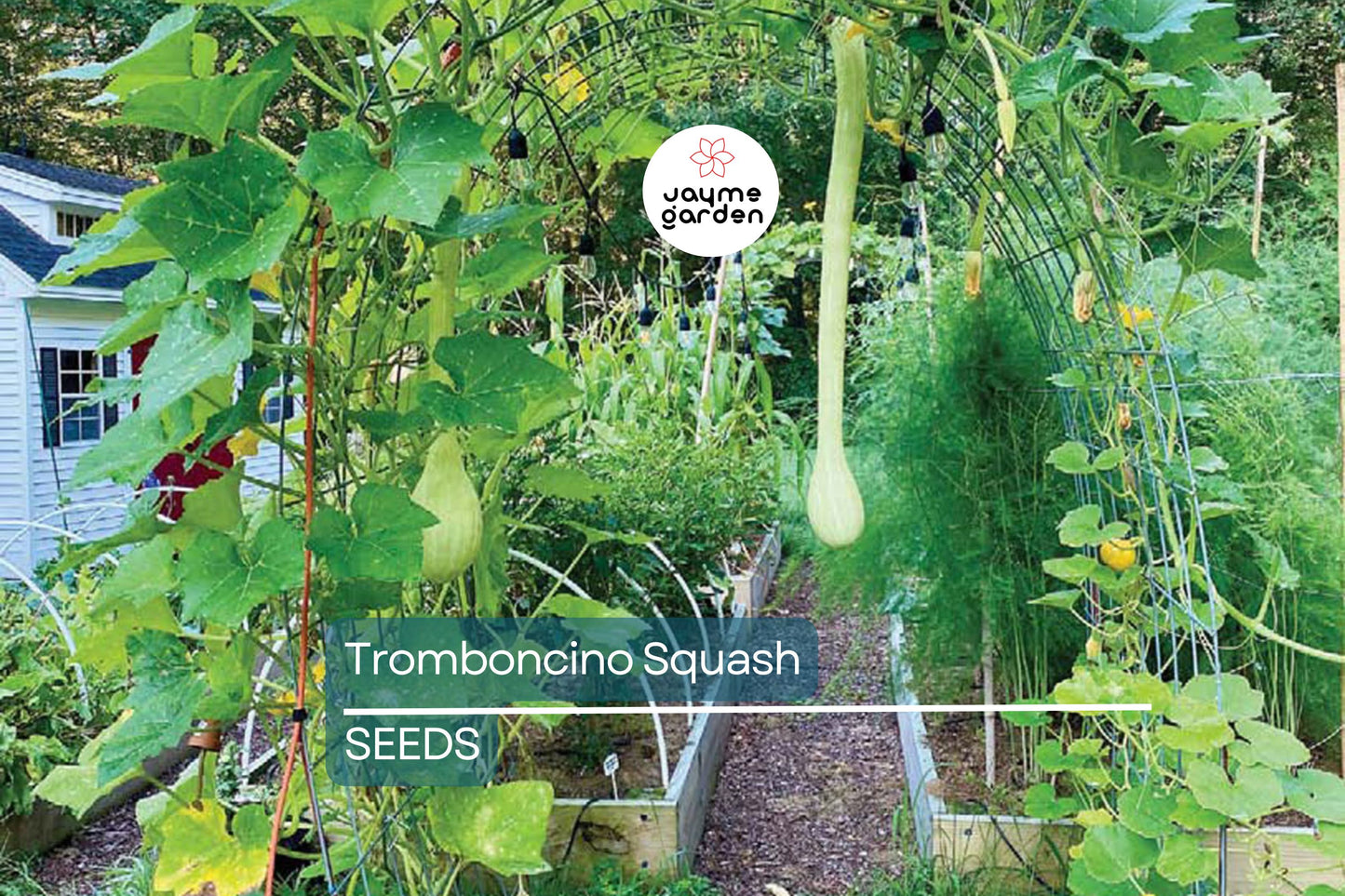 Tromboncino Squash Seeds - 25+ Heirloom Italian Seeds - USA Grown - - Unique Shape - Prolific Producer - Container Friendly