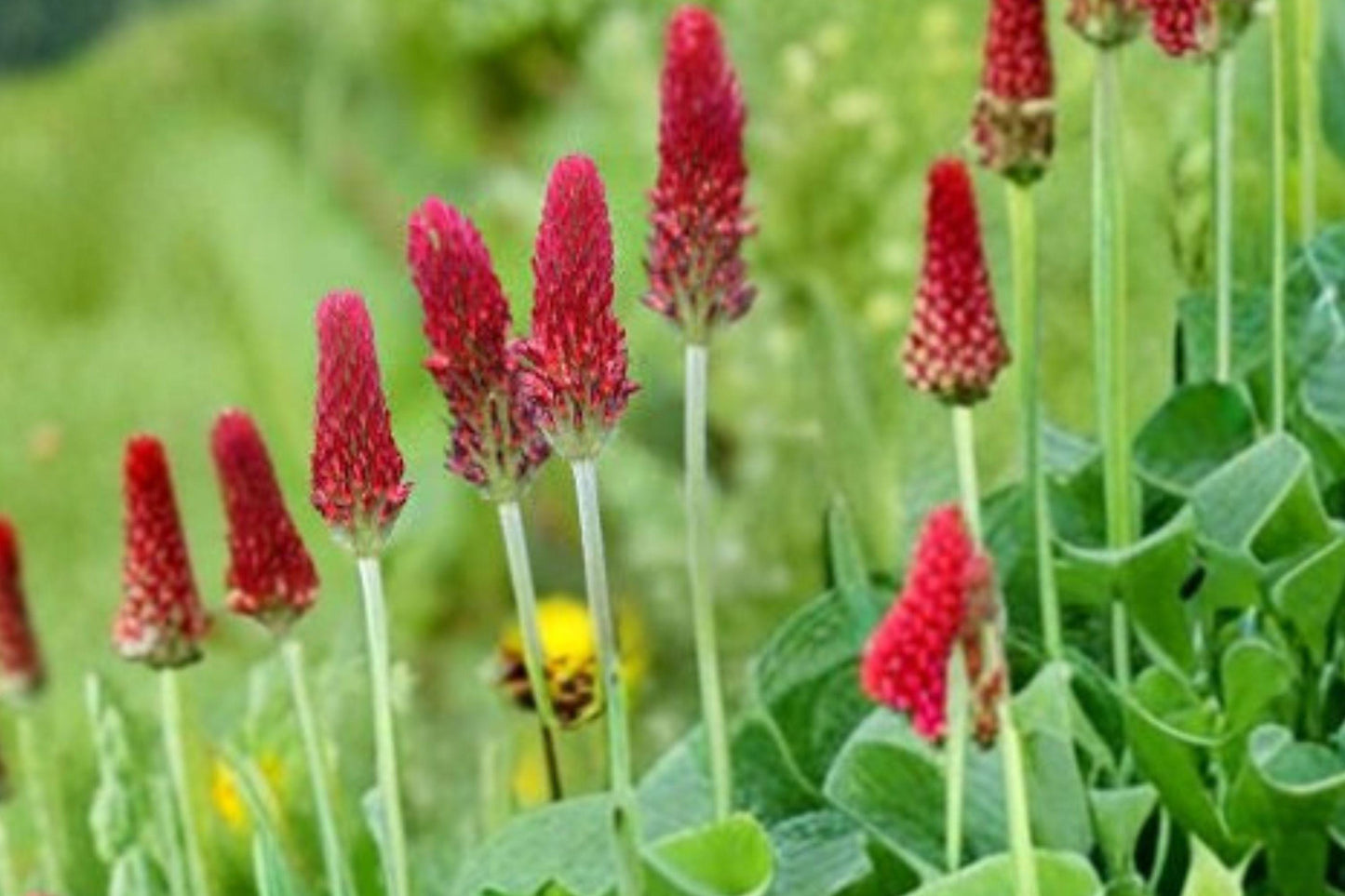 100 Crimson Clover Seeds – Trifolium incarnatum – Cover Crop – Pollinator Plant – Nitrogen Fixer