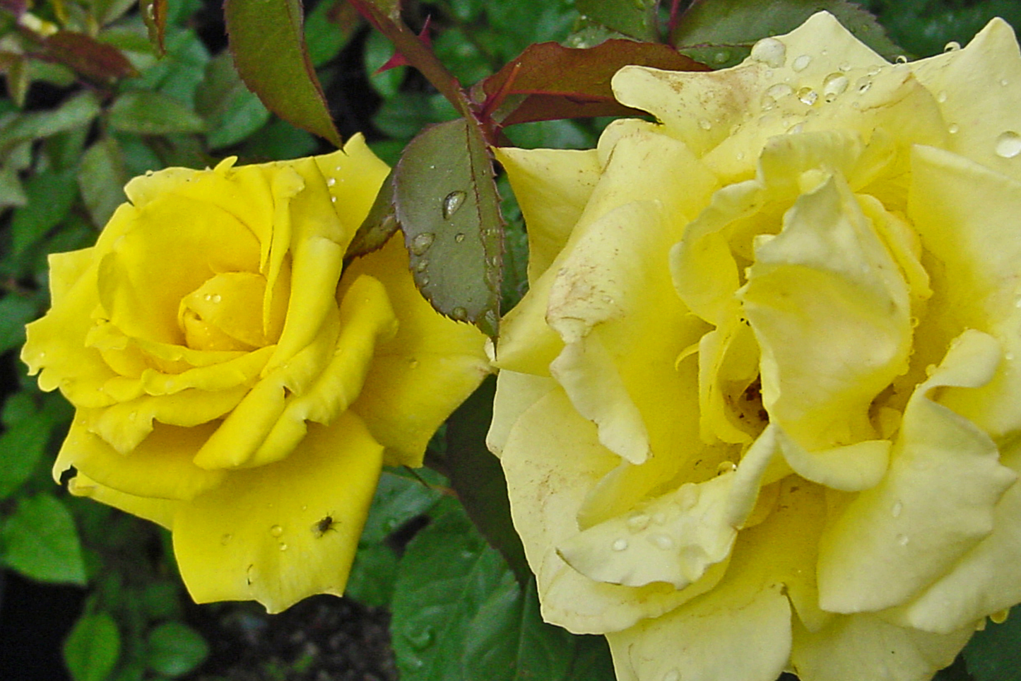 3 Texas Yellow Rose Cuttings for Rooting - 5-6" Each, Includes Rooting Powder & Guide, USA Grown, Disease Resistant