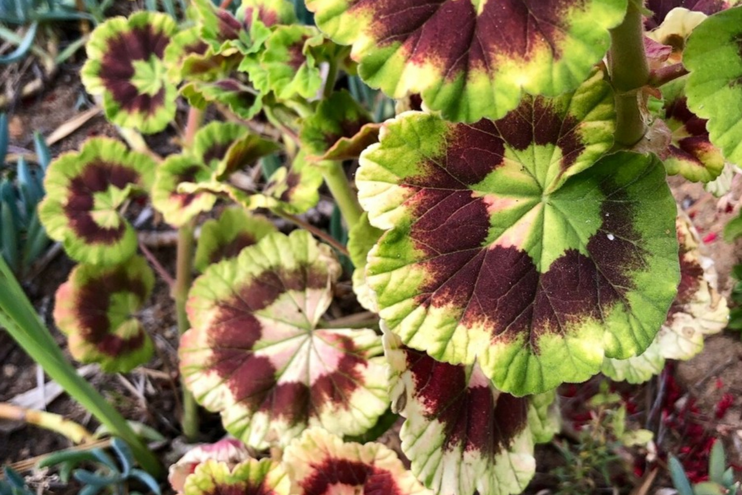Rare Variegated Pelargonium Zonal Geranium Cutting 6" - Vivid Red Blooms, Hardy & Fast Growing