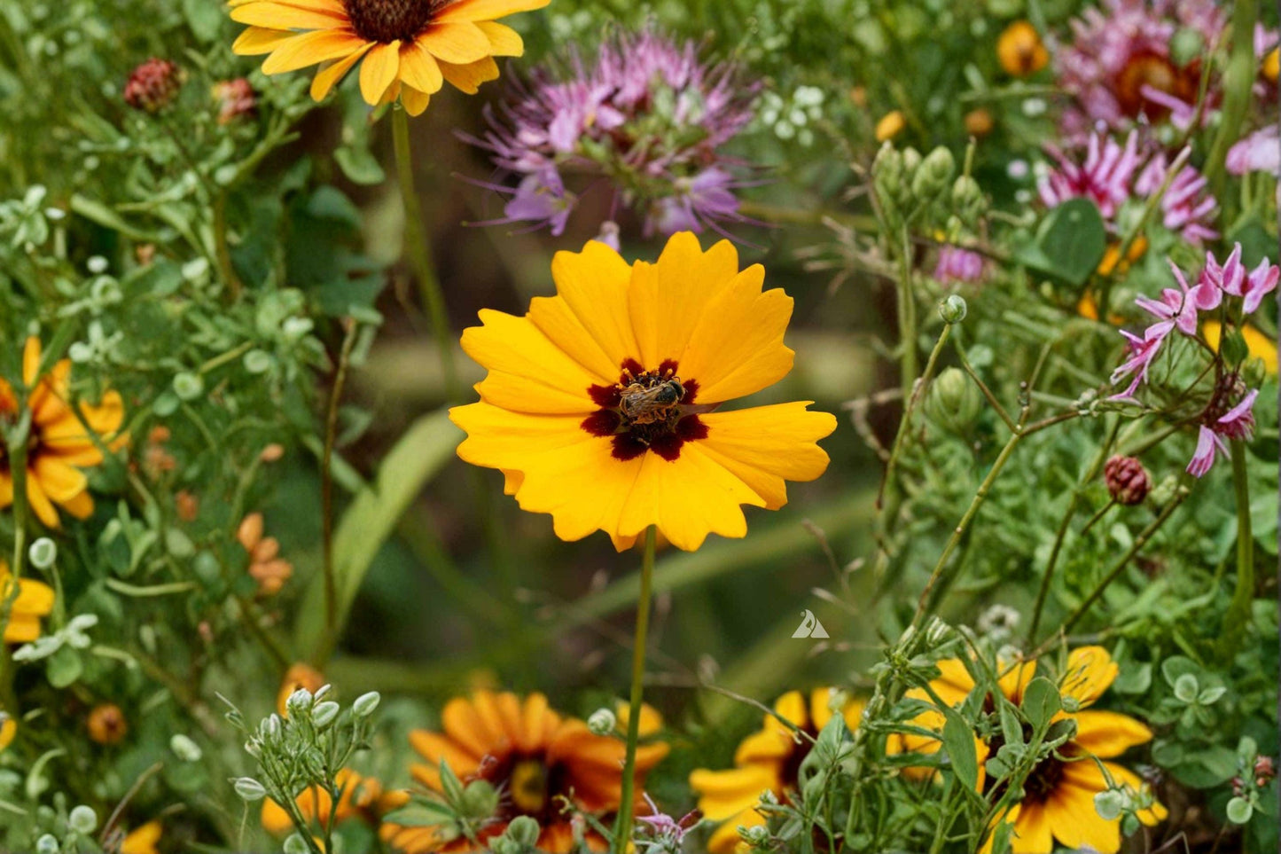 100 Golden Wave Tickseed Seeds – Coreopsis basalis – Native Annual Wildflower – Pollinator Plant