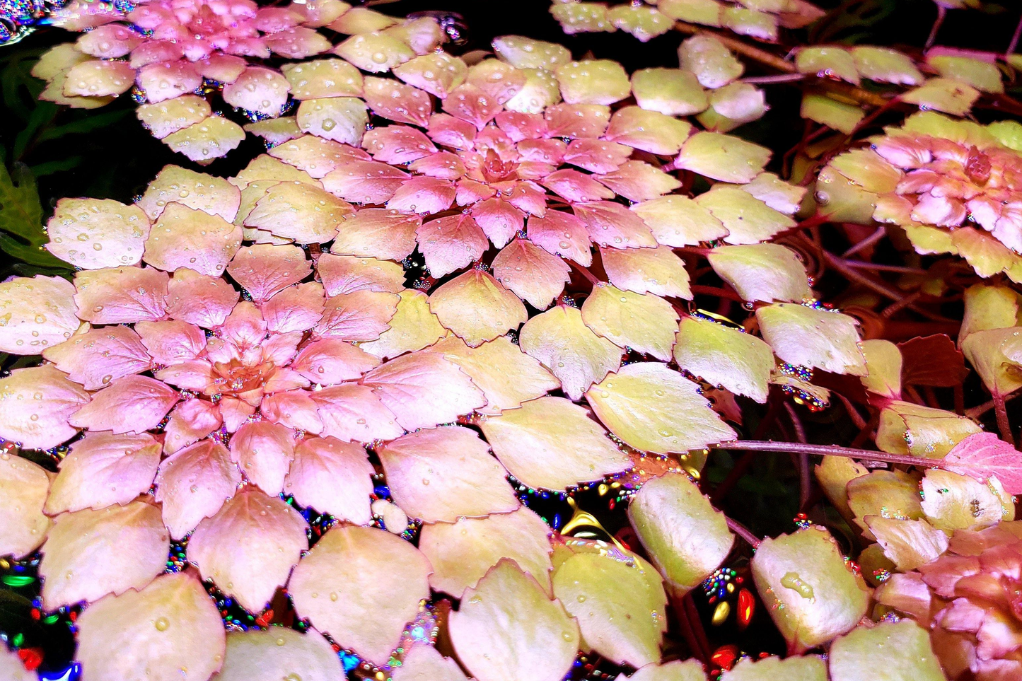 Water Mosaic Plant Cuttings | 3 Ludwigia sedioides for Ponds | Tropical Floating Plant | Red & Green Rosettes | Pond Decor