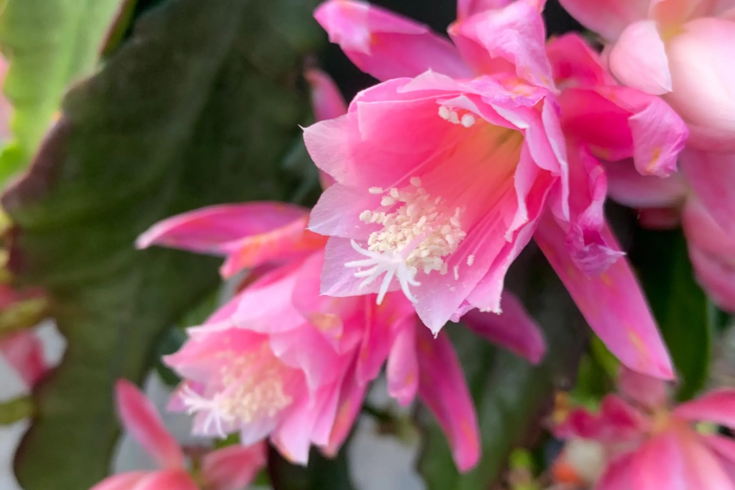 Epiphyllum 'Hocus Pocus' Orchid Cactus Cutting | 8-10 Inch Unrooted Cutting | Stunning Blooms | Perfect for Collectors
