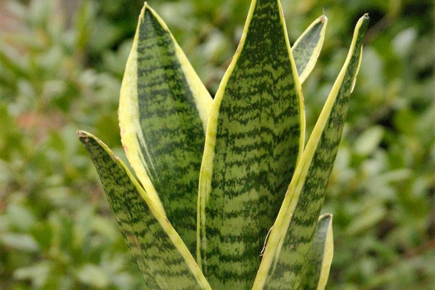 Sansevieria Golden Hahnii Snake Plant Starter - Dwarf Variegated Houseplant - Air Purifying & Low Maintenance | Mother-in-law’s Tongue