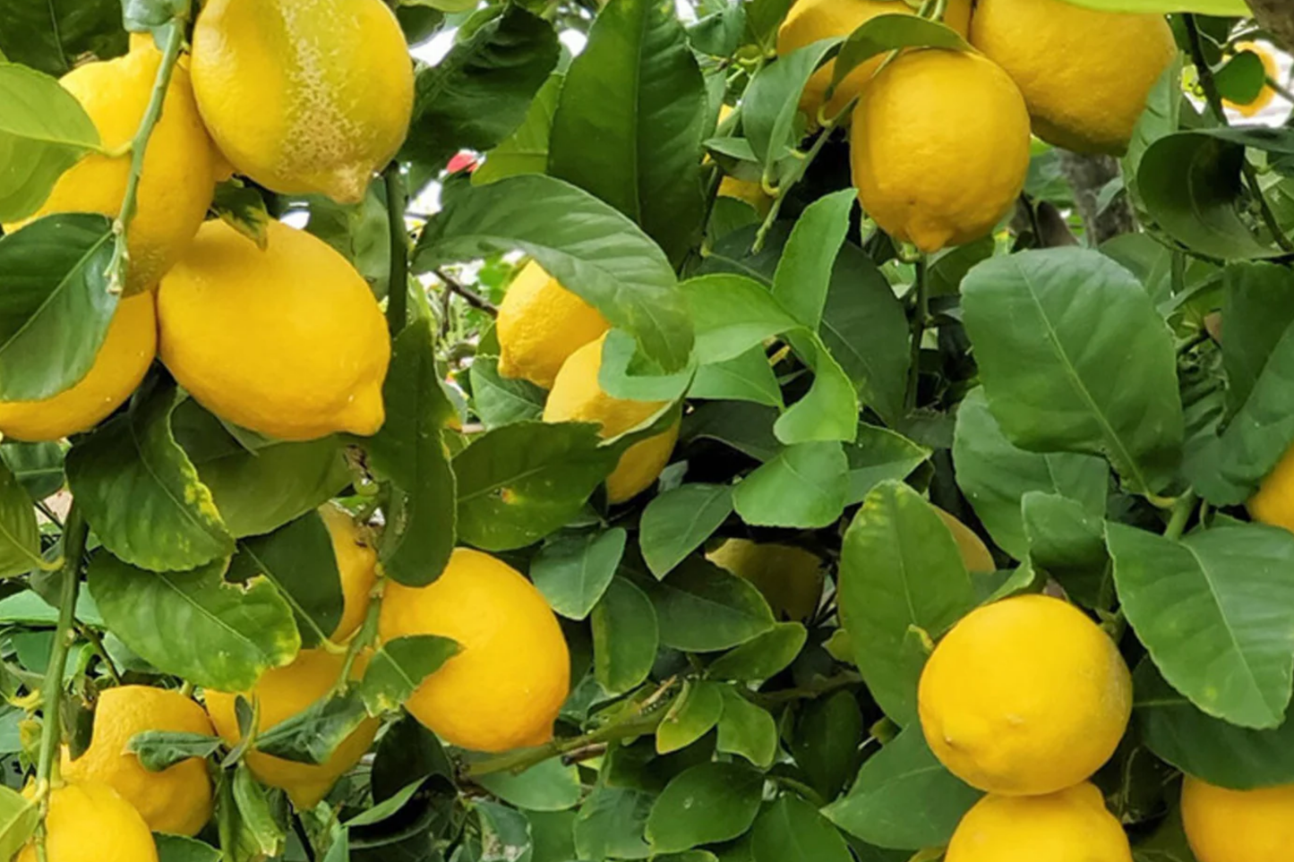 5 Lisbon Lemon Cuttings - Citrus limon | 8" Unrooted Fresh Cuttings for Rooting & Grafting