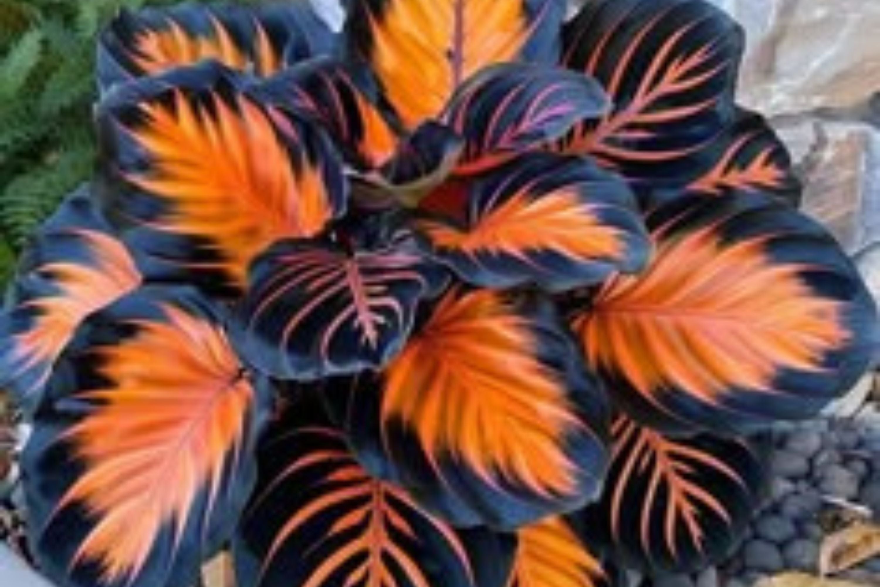 calathea plant seeds Sunburst Calathea Seeds – 25 Tropical Houseplant Seeds – USA Grown – – – Jayme Garden
