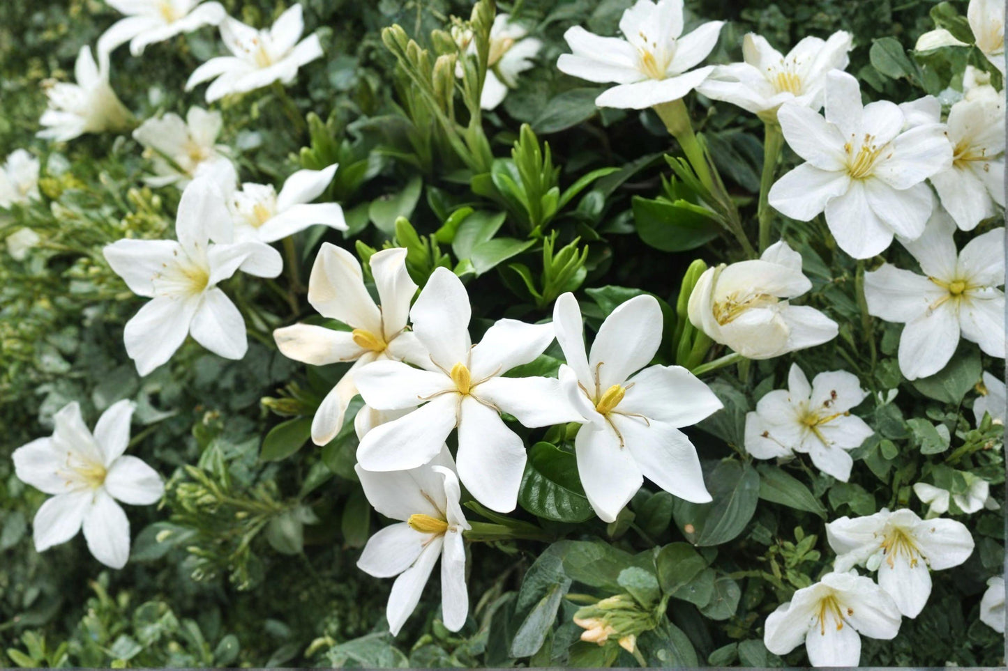 20 Gardenia Seeds – Gardenia jasminoides – Cape Jasmine – Fragrant White Flower Plant