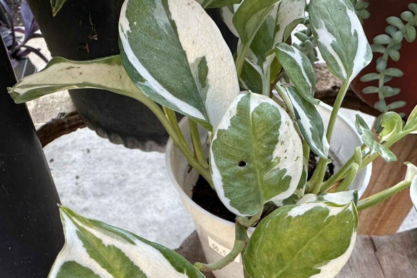 N'Joy Pothos Unrooted Cuttings - 3 Live Variegated Houseplant Cuttings for Indoor or Outdoor Growth