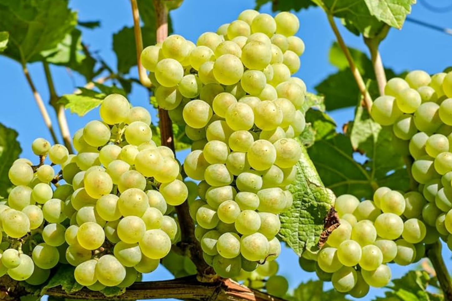 Green Grape Tree Cutting Vine with Pot - Live Sweet Seedless Small Fruit Plant, Perfect for Outdoor Gardens