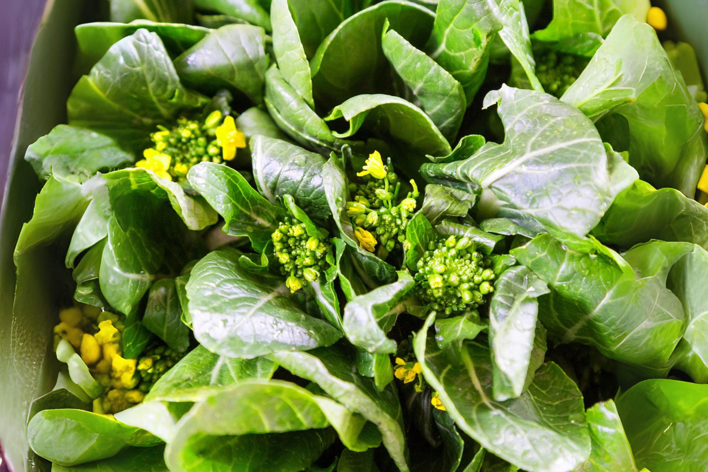 Yu Choy Sum Seeds: Asian Heirloom Vegetable - 150 Flowering Brassica Seeds