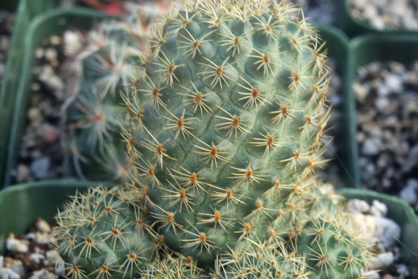Live "Roadkill" Cactus Plant Cutting - Unique Cactus Cutting for Indoor & Outdoor Growth, Easy to Care For