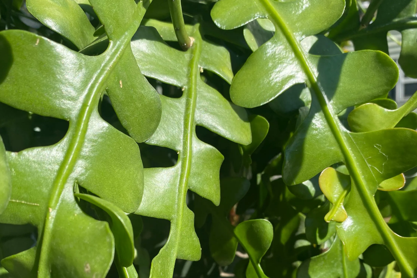 2 Ric Rac Cactus Cuttings - 5-6" Each, Fishbone Cactus (Epiphyllum anguliger) Easy to Root, Unique Zig Zag Indoor/Outdoor Plant