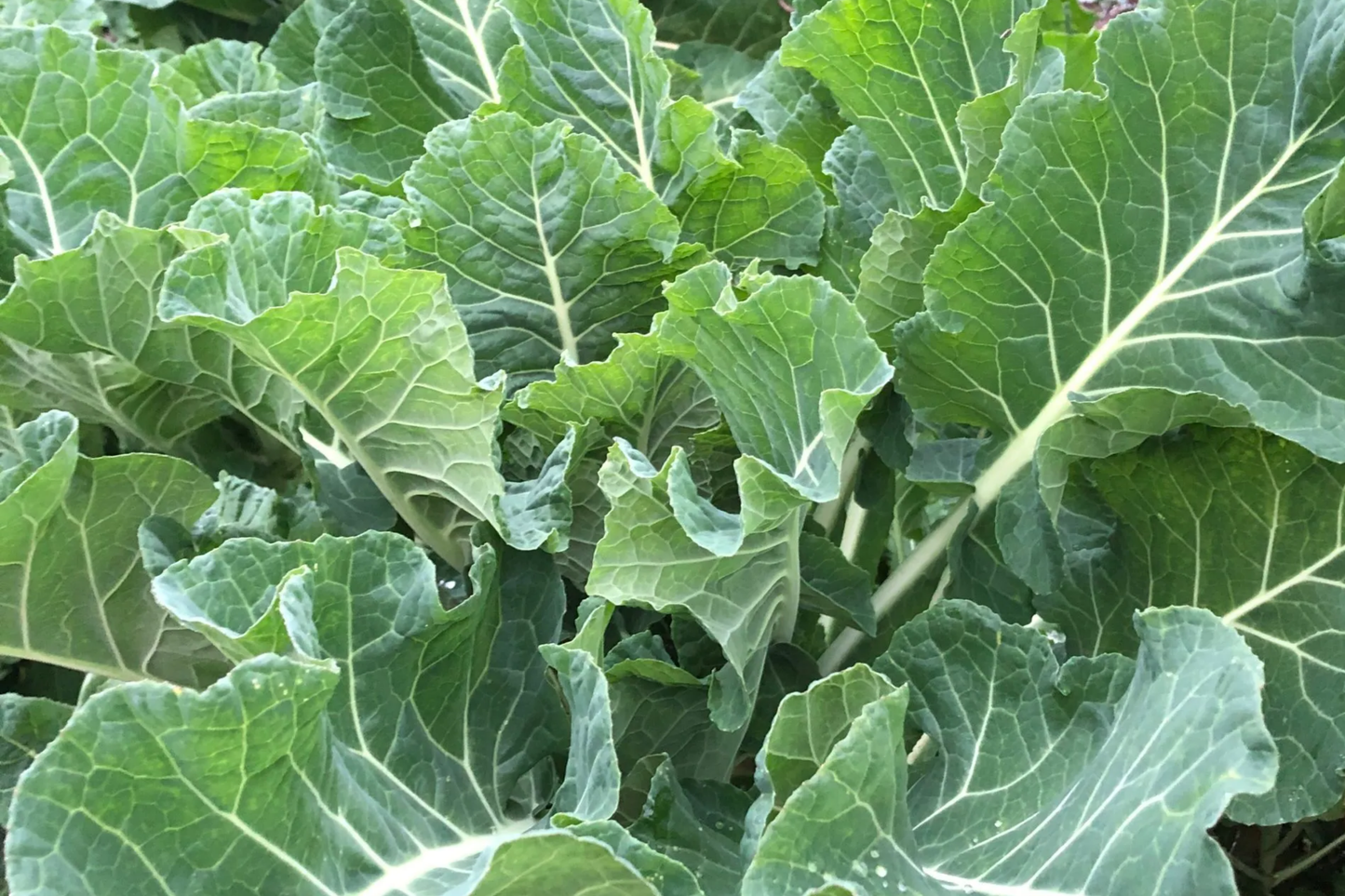 Purple Tree Collard Cuttings (2) - Organic Kale Cutting for Easy Growing, Pesticide-Free