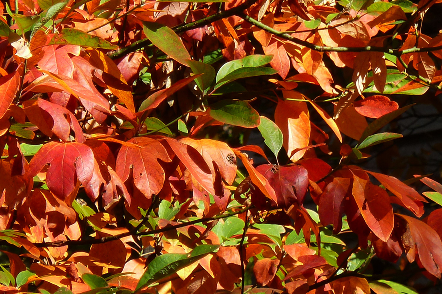 8 Sassafras Cuttings | Grow Your Own Tree | Fast Delivery, Easy Rooting, Beautiful Fall Colors