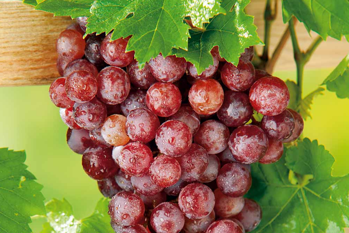 12 Thompson Seedless Grapevine Cuttings | Fresh & Rootable | Edible, Cold and Drought Resistant | Fast Growing Vines