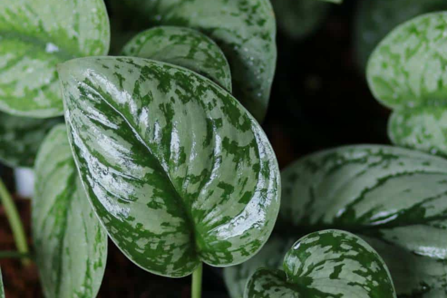 Silver Satin Pothos Cutting | Scindapsus Pictus Houseplant | 2-Node Fresh Cutting for Easy Propagation