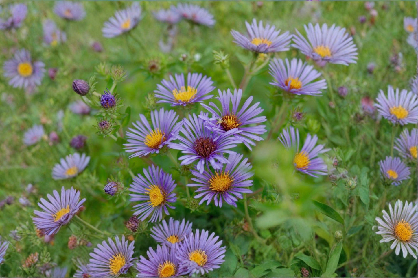 100 New England Aster Seeds – Symphyotrichum novae angliae – Native Wildflower
