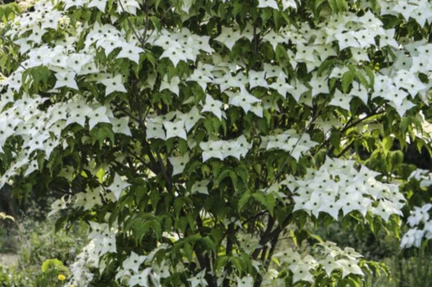 Live Flowering Dogwood Tree - Bare Root 2-3 Ft Plant - Cornus Florida (USDA Zones 4-9)