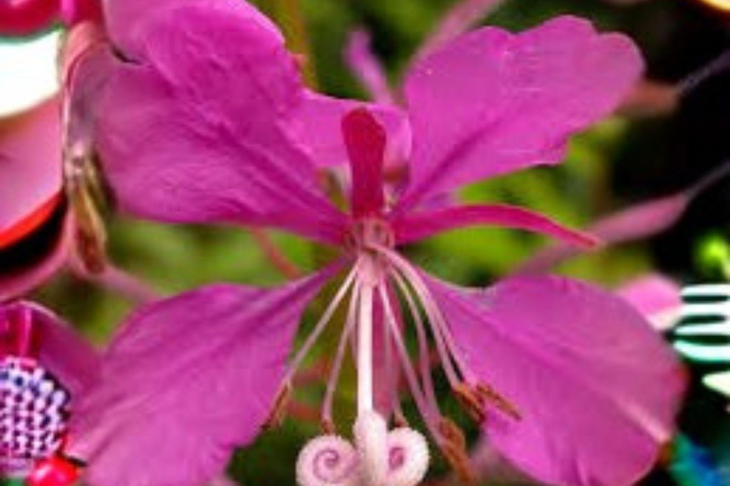 30 mg Fireweed Seeds | Chamaenerion Angustifolium | Wildflower for Pollinators | Hardy Perennial Garden Flower