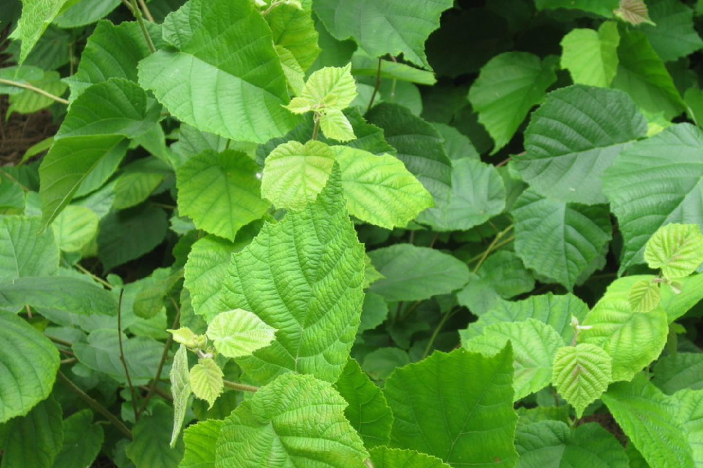 5 American Hazelnut Trees (Corylus Americana) 10-12" Bareroot - Nut-Producing Trees for Gardens & Wildlife, USDA Zones 4-9