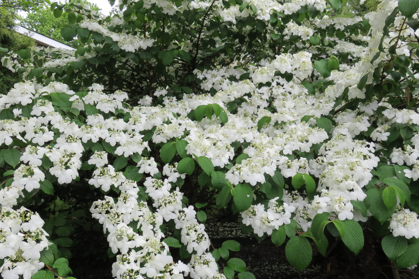 12-18" Judd Viburnum Shrub (Viburnum x juddii) - Fragrant Flowers, Colorful Foliage - Live Deciduous Plant for Zones 4-8