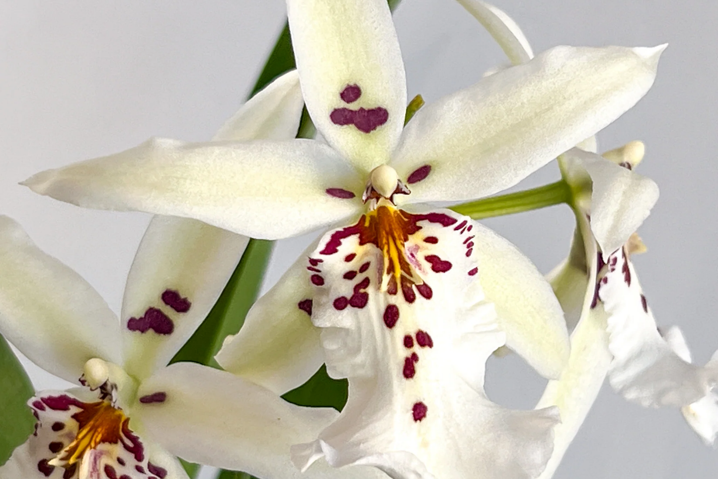 Winter Wonderland 'White Fairy' Orchid Dendrobium, Fragrant, 4-6" Bare Root Seedling