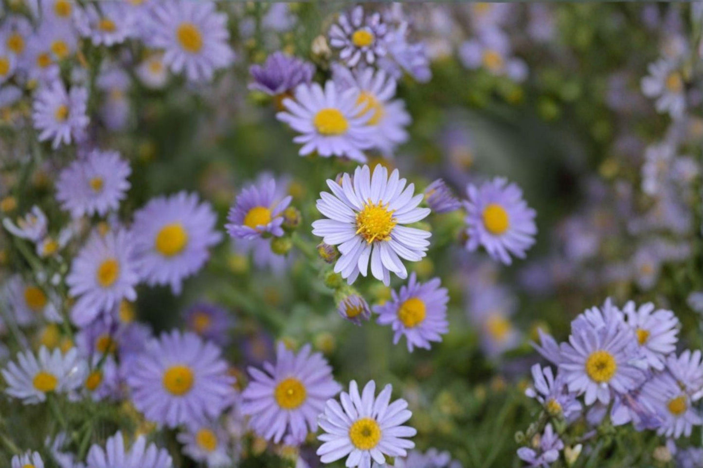 100 Smooth Blue Aster Seeds β Symphyotrichum laeve β Native Wildflower β Pollinator Plant β Fall Blooms