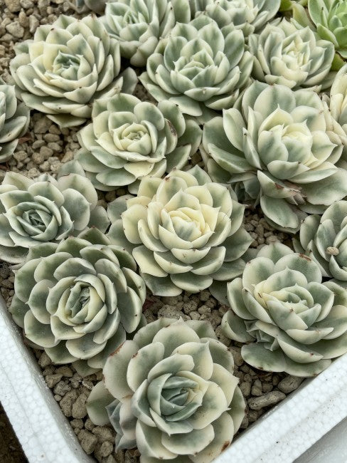Echeveria Onslow Variegata β Rare Variegated Succulent 2β3β | Live Bare Root | Easy Care Colorful Echeveria Plant