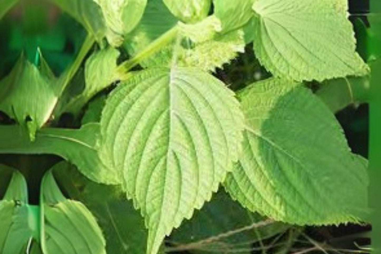 Red Aka Shiso Herb Seeds: Asian Culinary Perilla - 100 Seeds
